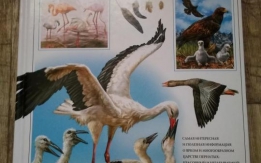 Большая энциклопедия о птицах