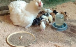 Инкубационное яйцо и суточные цыплята породных кур