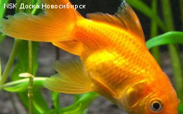 Золотые рыбки, Сомы